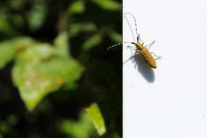 Amandine LAMRI - LAMRI